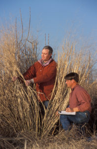 Measuring switchgrass. Source: USDA