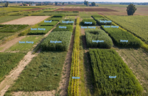 Crop rotation is another identified innovations to increase yield and, hence, decrease biomass production costs, and at the same time have potentially positive effects on environmental and social impacts. Source: BECOOL project